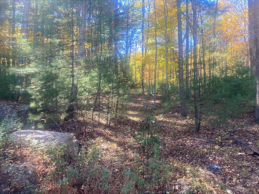 0 Yew Street Douglas, MA 01516 - Photo 6 of 13 a view of a yard