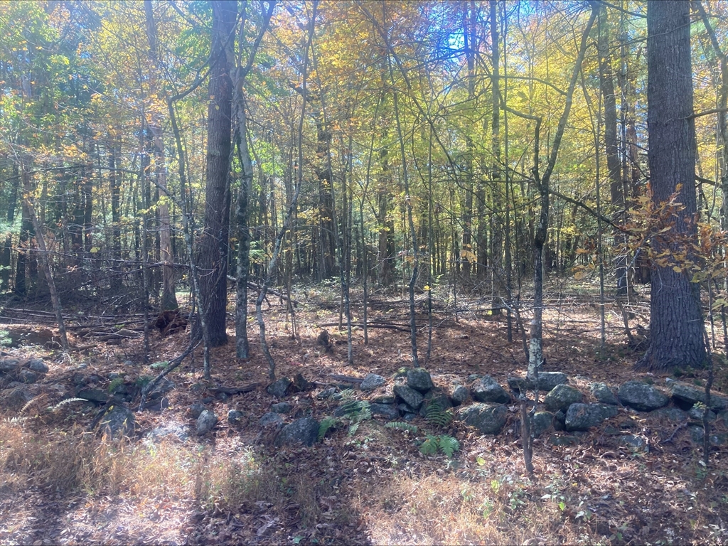 0 Yew Street Douglas, MA 01516 - Photo 9 of 13 a view of forest