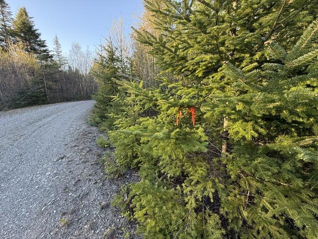 Lot 009 Off Of Reynolds Brook Road Whiting, ME 04691 - Photo 7 of 17 IMG_0009 (2)
