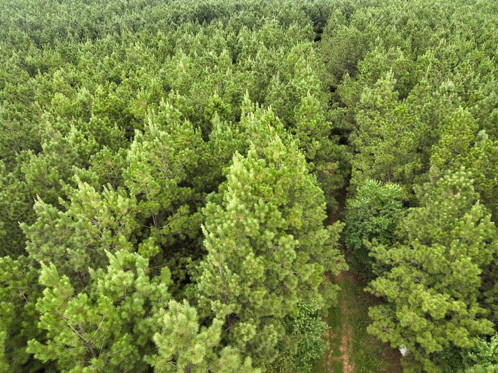 2 Provencal Vowell Mills Road Provencal, LA 71468 - Photo 11 of 16 a view of a lush green forest with a tree