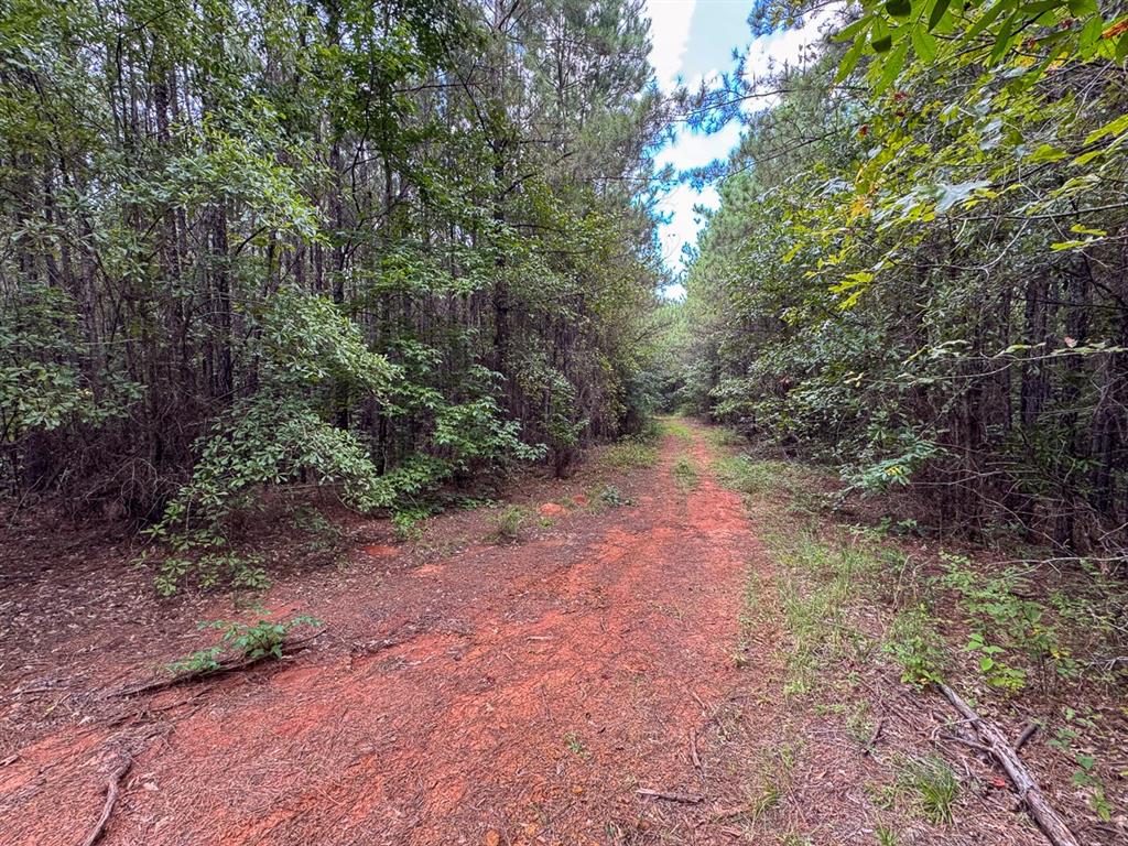 2 Provencal Vowell Mills Road Provencal, LA 71468 - Photo 13 of 16 a view of a yard with plants and trees