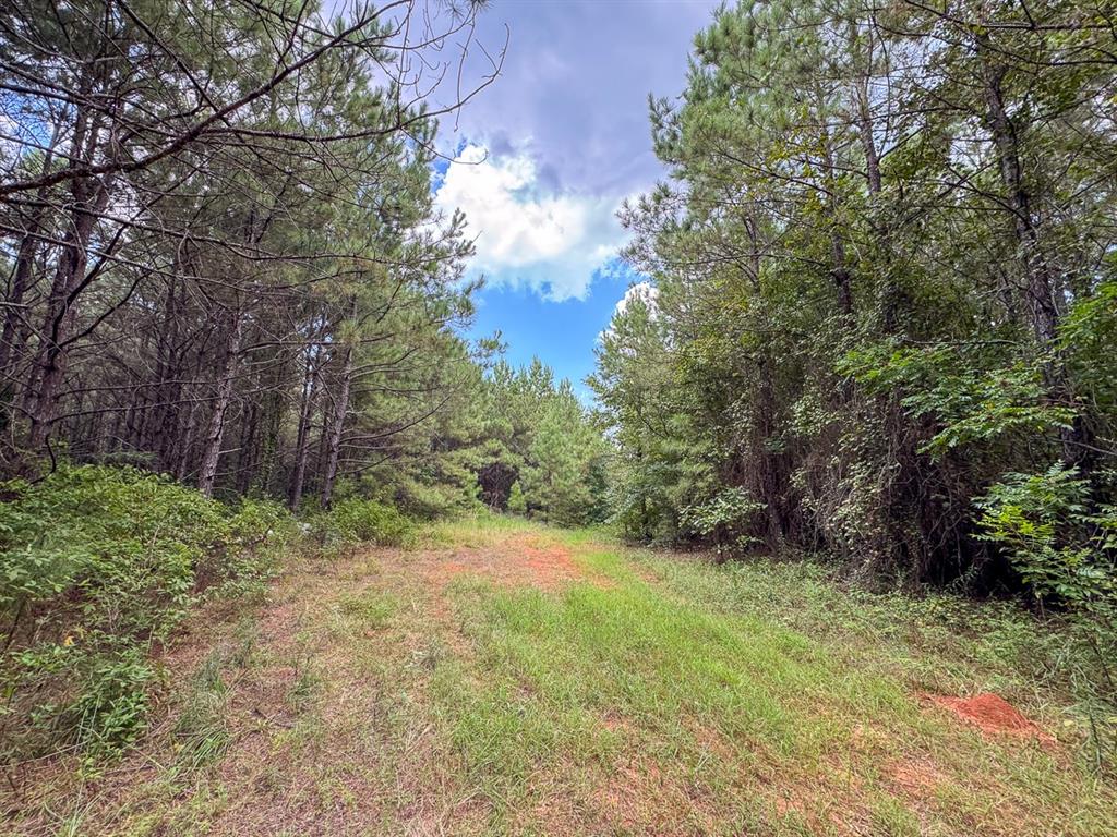 2 Provencal Vowell Mills Road Provencal, LA 71468 - Photo 15 of 16 a big yard with lots of green space and plants