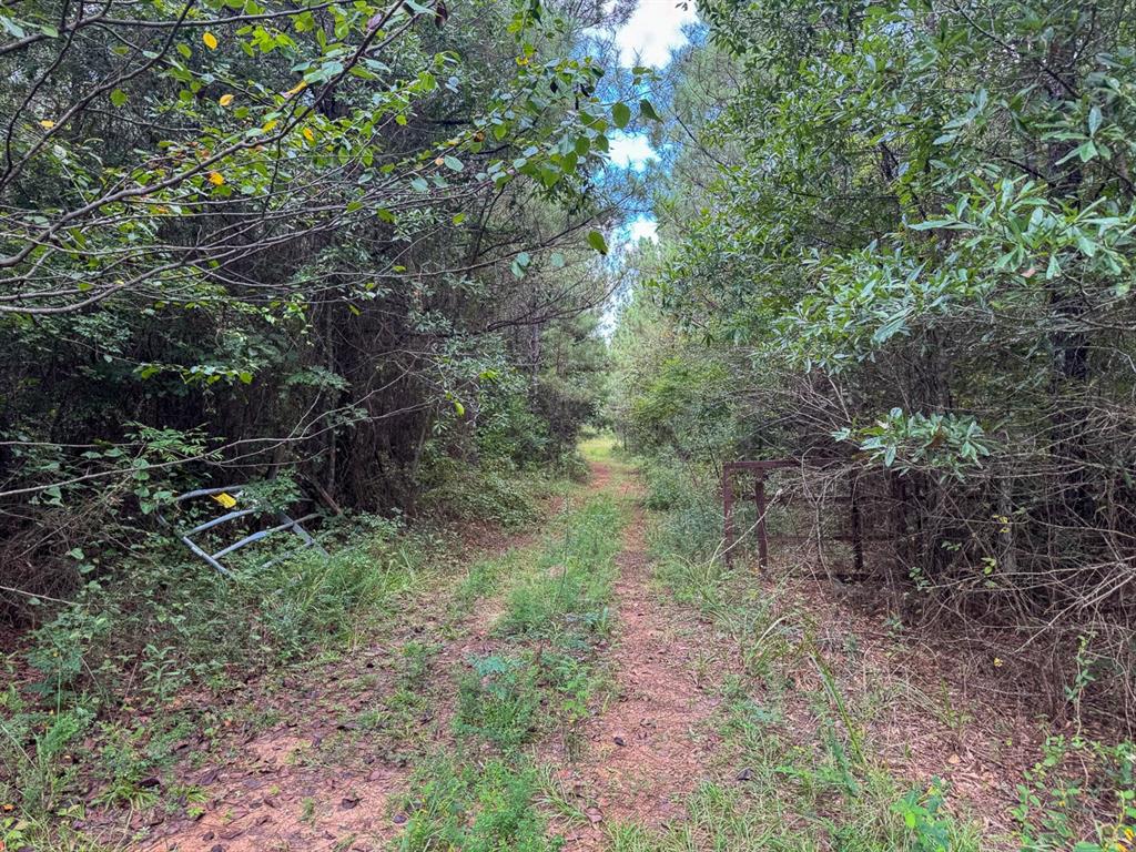 2 Provencal Vowell Mills Road Provencal, LA 71468 - Photo 16 of 16 a big yard with lots of green space and deers