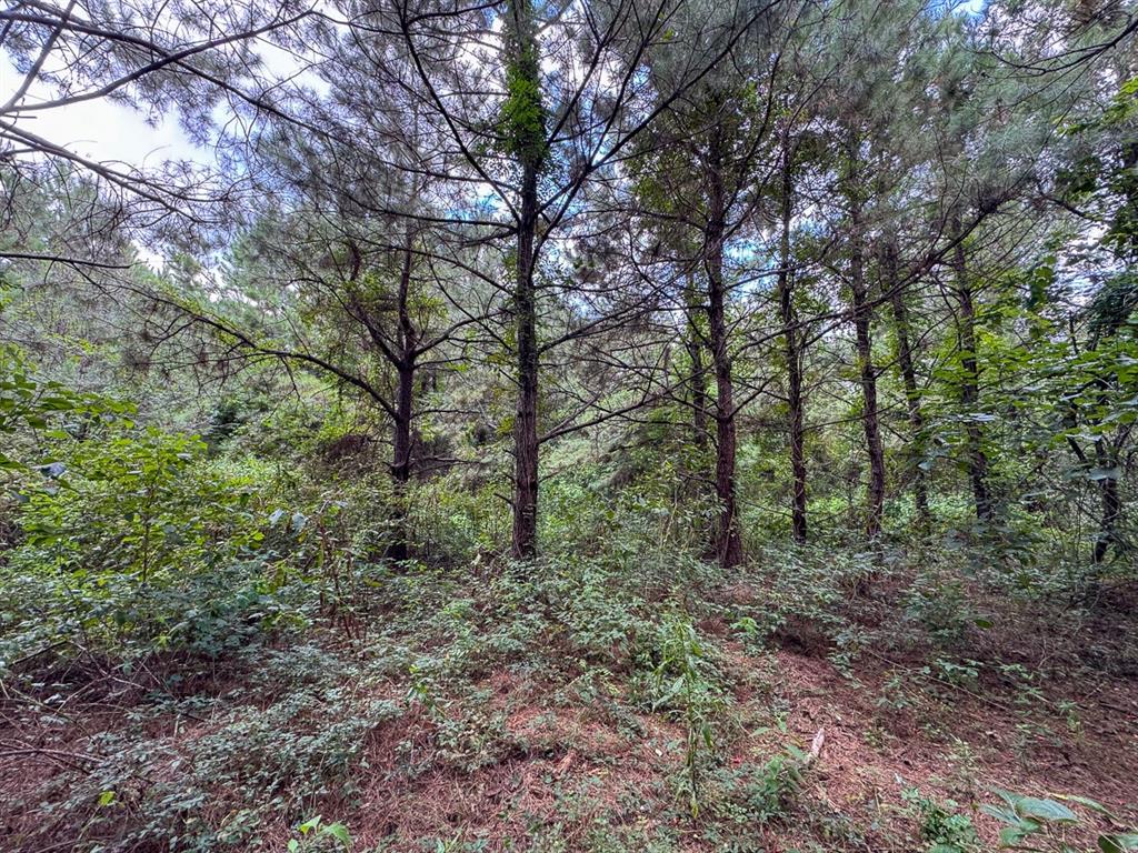 2 Provencal Vowell Mills Road Provencal, LA 71468 - Photo 5 of 16 a view of a large yard with lots of green space