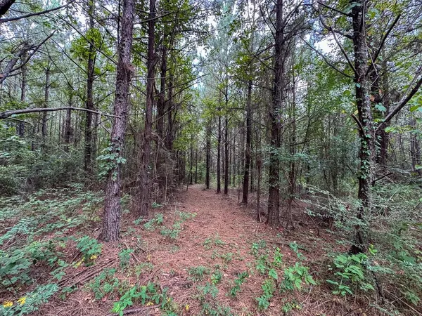 a view of a forest with trees in the background