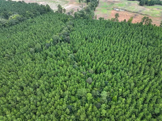 a view of a lush green forest with a tree