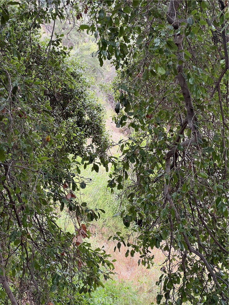 29716 Jackson Street Castaic, CA 91384 - Photo 14 of 38 a view of a tree