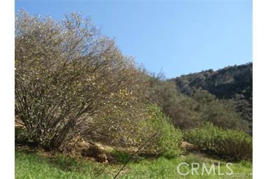 29716 Jackson Street Castaic, CA 91384 - Photo 5 of 38 a view of a bunch of trees