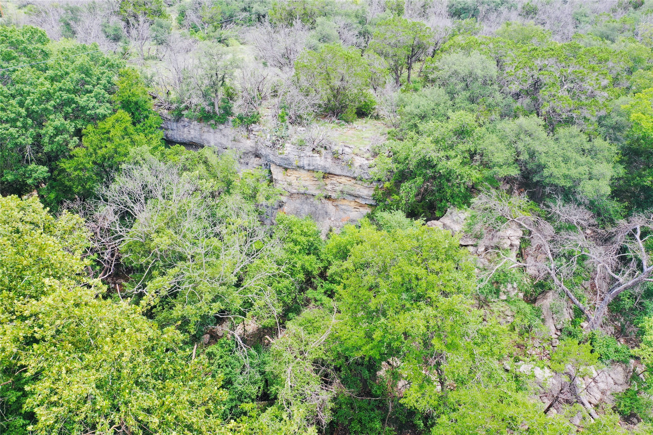 23601 Old Ferry Road, Unit 1 Spicewood, TX 78669 - Photo 14 of 33 a view of a lush green forest with lots of trees
