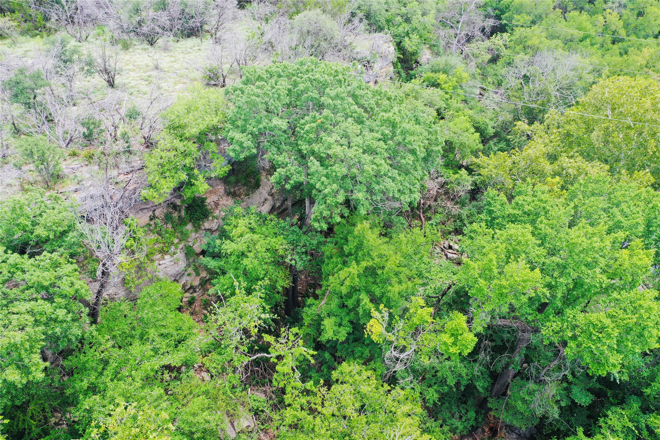 23601 Old Ferry Road, Unit 1 Spicewood, TX 78669 - Photo 16 of 33 a view of a lush green forest with lawn chairs and plants