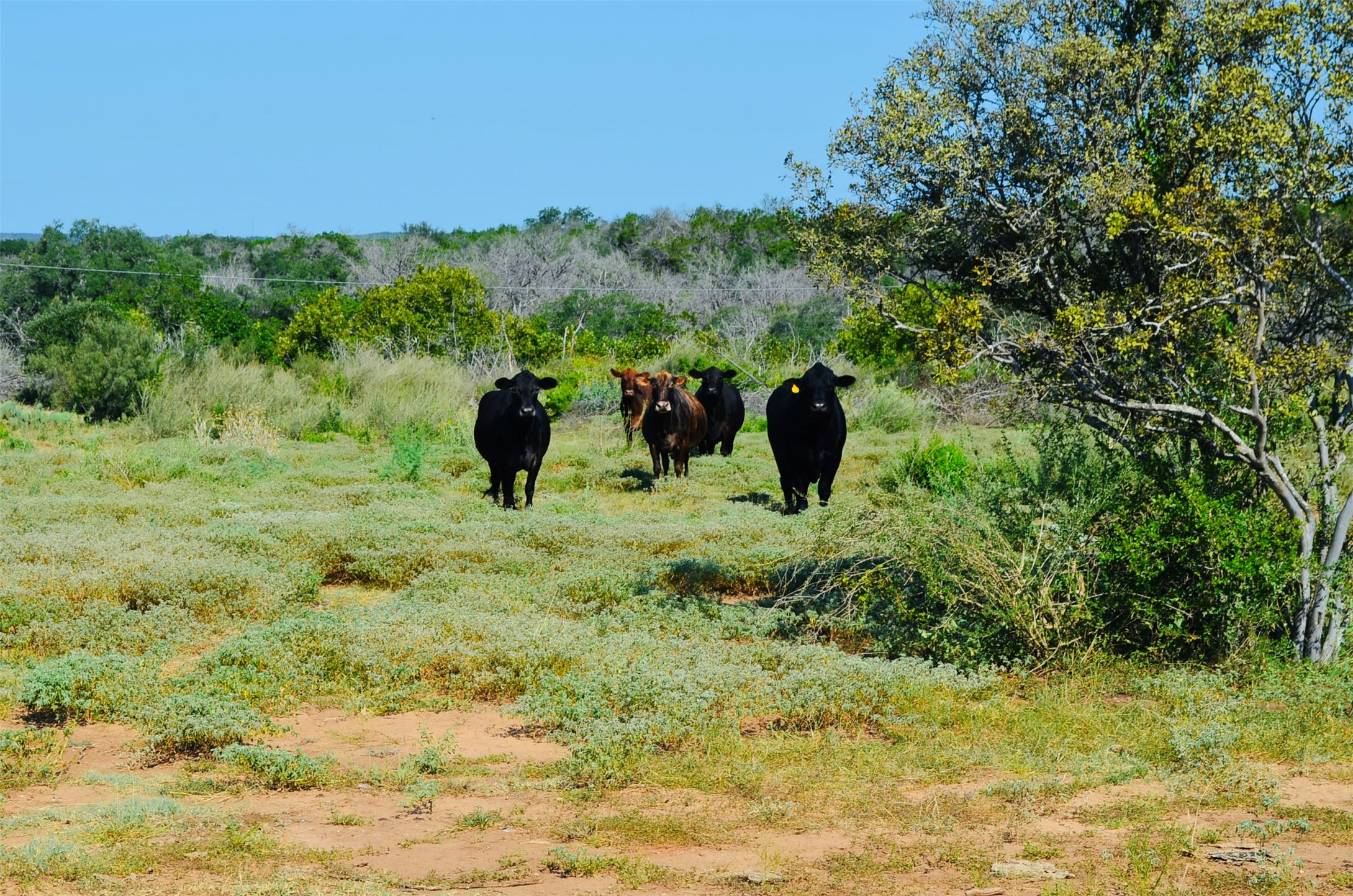 23601 Old Ferry Road, Unit 1 Spicewood, TX 78669 - Photo 20 of 33 a view of a garden