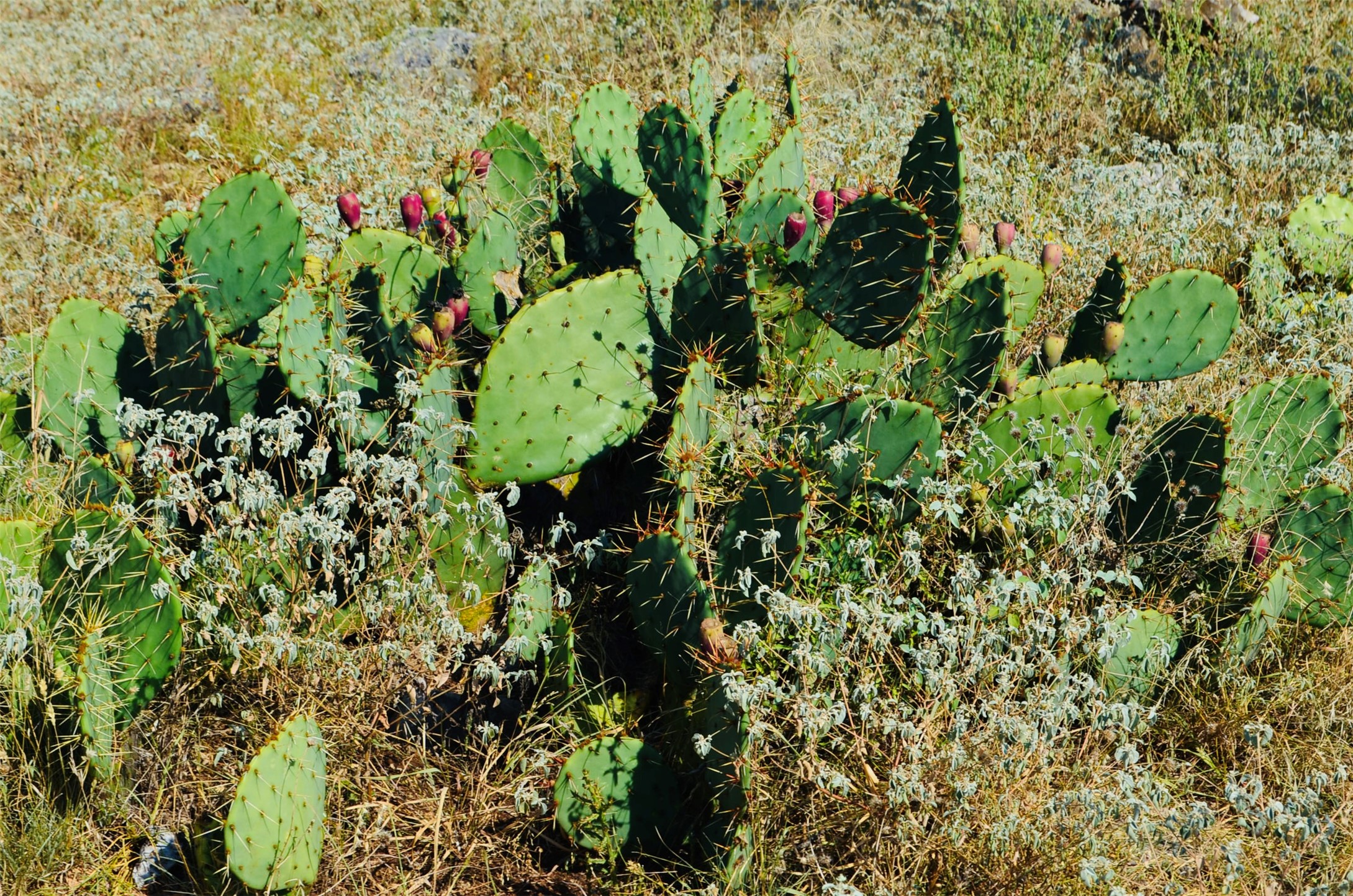 23601 Old Ferry Road, Unit 1 Spicewood, TX 78669 - Photo 21 of 33 a plant with lots of flowers