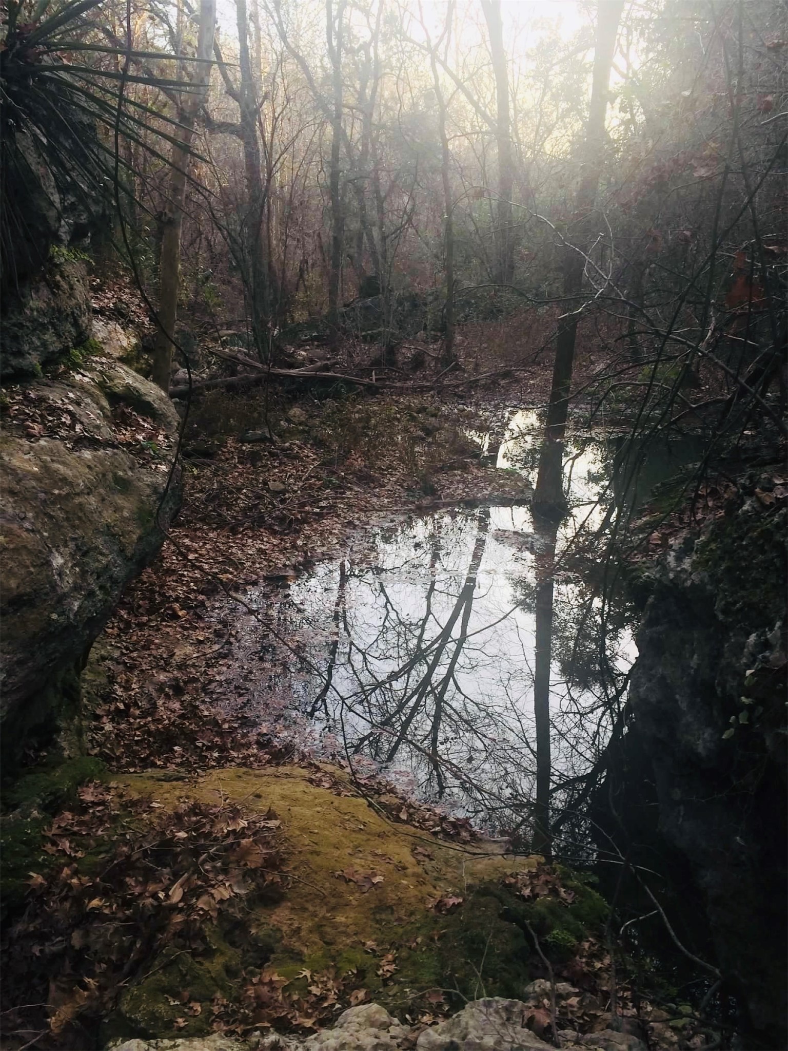 23601 Old Ferry Road, Unit 1 Spicewood, TX 78669 - Photo 32 of 33 a view of a yard with plants and trees