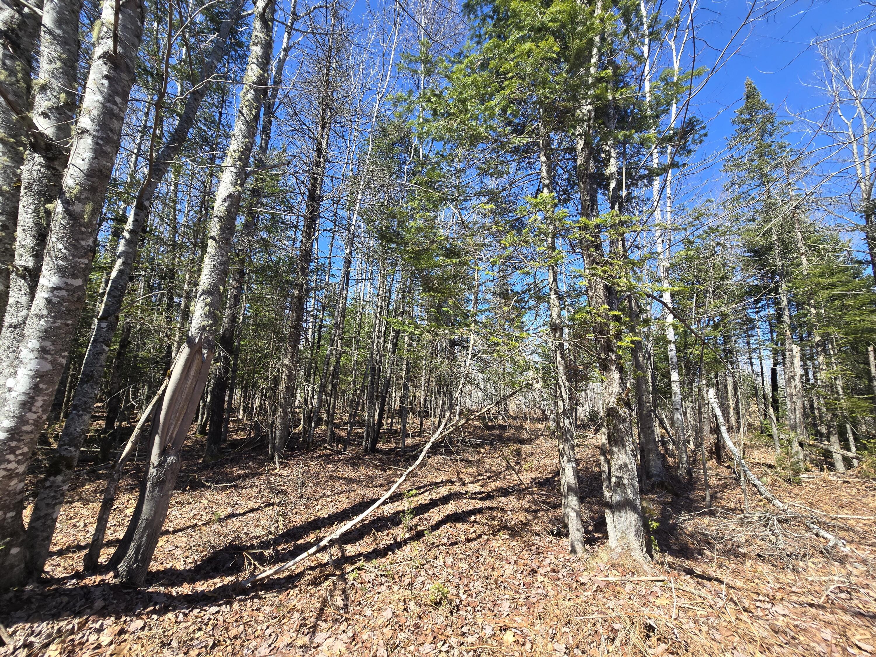 0 Chadbourne Road Harmony, ME 04942 - Photo 6 of 22 20260408_140141