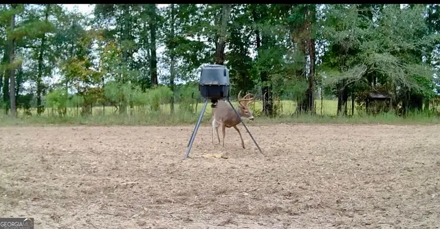 a view of a yard with plants and large tree