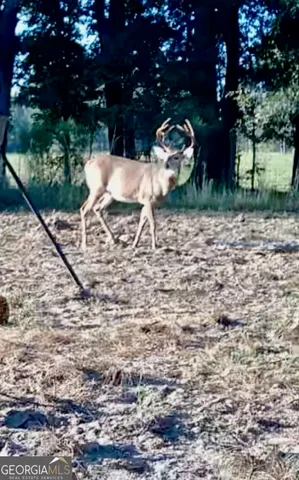 a wooden bench sitting in middle of a forest