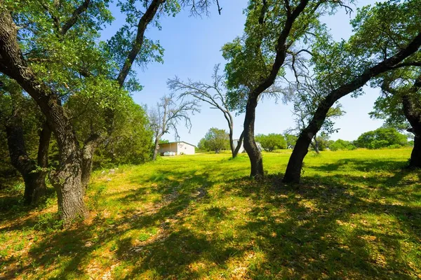 a view of yard with trees