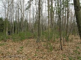 Nine Mile Bridge Road Wellston, MI 49689 - Photo 15 of 16 Sp-6