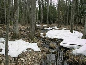Nine Mile Bridge Road Wellston, MI 49689 - Photo 4 of 16 Sp-1