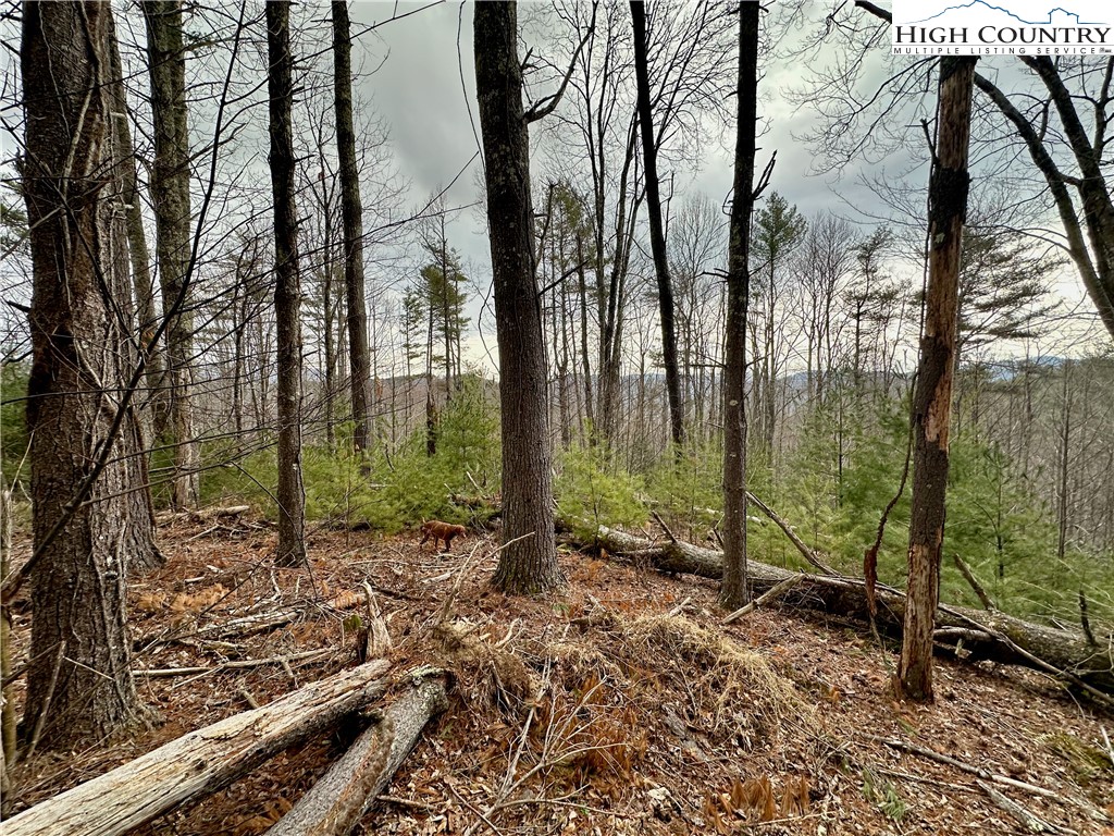 Mantera Ridge Sugar Grove, NC 28679 - Photo 4 of 16 a view of a forest filled with trees