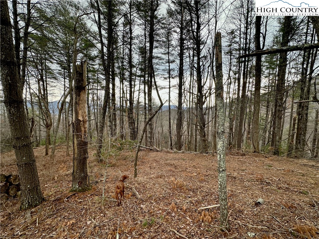 Mantera Ridge Sugar Grove, NC 28679 - Photo 6 of 16 a backyard of a house with lots of tall trees