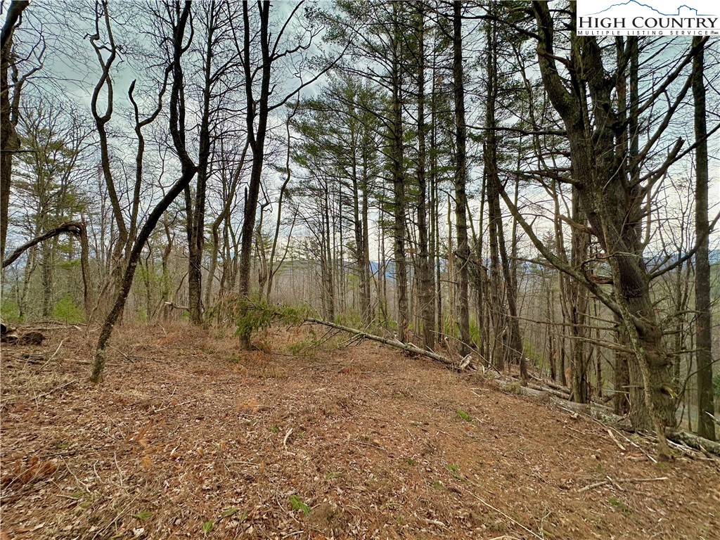 Mantera Ridge Sugar Grove, NC 28679 - Photo 7 of 16 a view of backyard with large trees