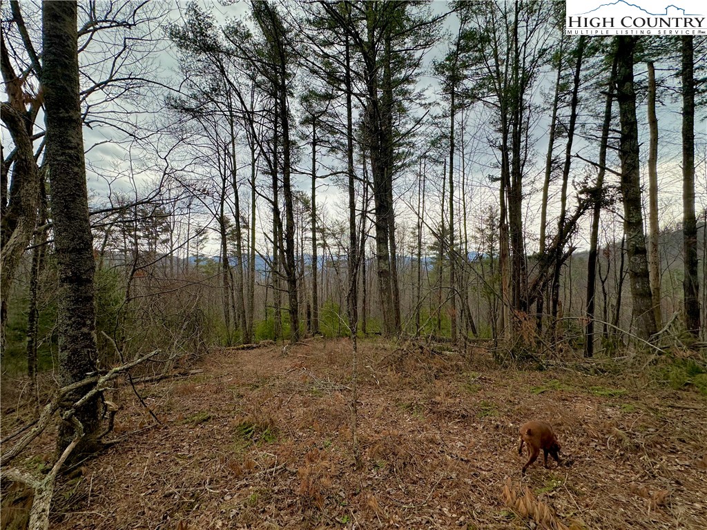 Mantera Ridge Sugar Grove, NC 28679 - Photo 9 of 16 a view of outdoor space with trees