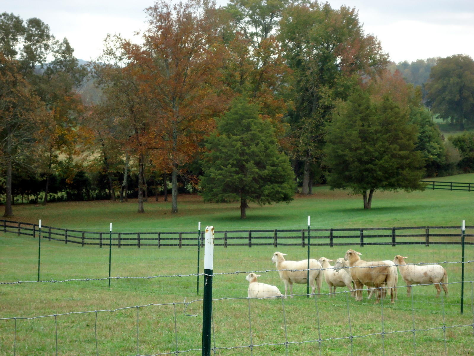 251 Povo Road Madisonville, TN 37354 - Photo 38 of 40 38-DSC00420