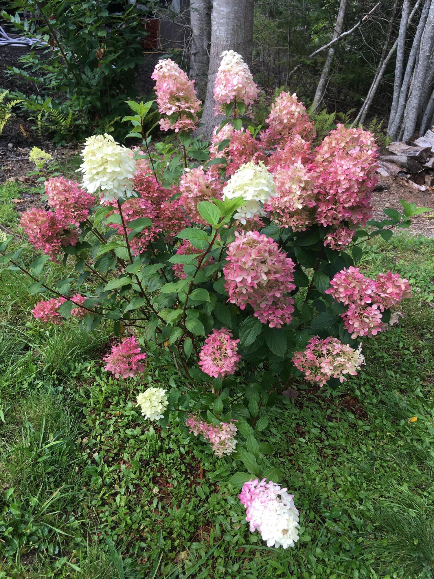 459 Sandy Shores Road Warren, ME 04864 - Photo 6 of 17 IMG_4418