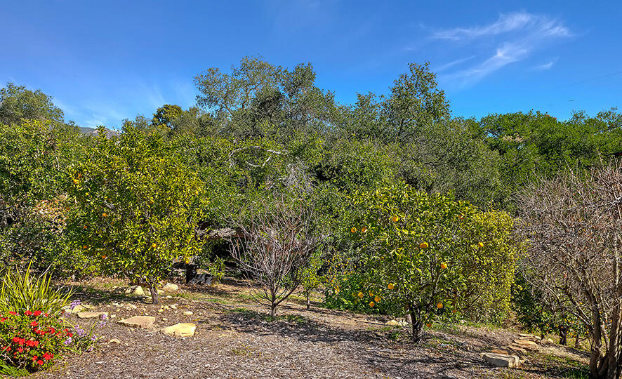 479 El Cielito Road Santa Barbara, CA 93105 - Photo 39 of 41 036-33 - Citrus Trees-2