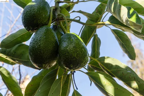 $989,000 | 3340 Harrison Street, Oakland, CA 94611