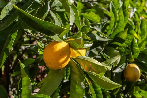 $989,000 | 3340 Harrison Street, Oakland, CA 94611