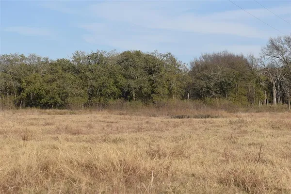 a view of a dry yard with trees