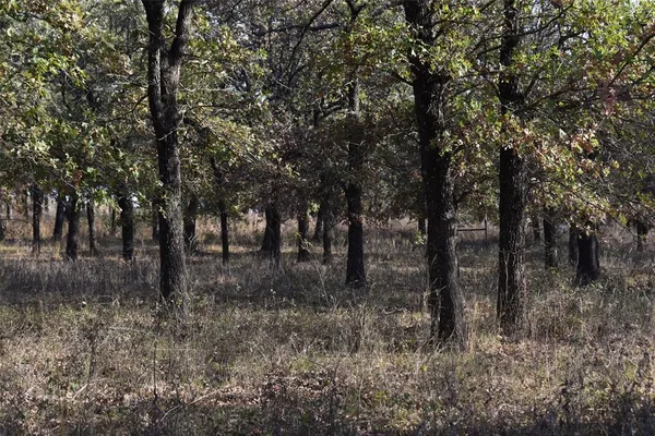 a view of a forest with lots of trees