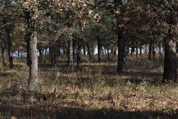 a view of a forest