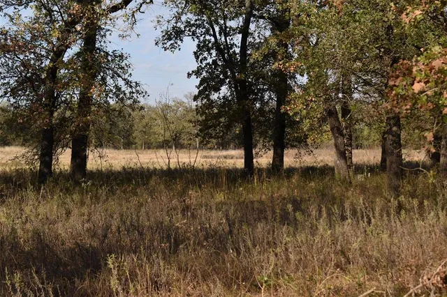 a view of river covered with trees