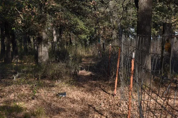 a view of a forest