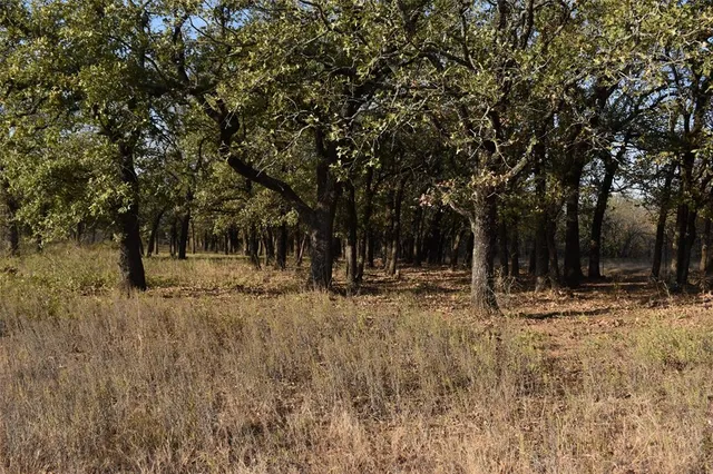 a view of a yard with a tree