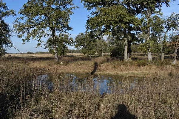 a view of a lake with a tree