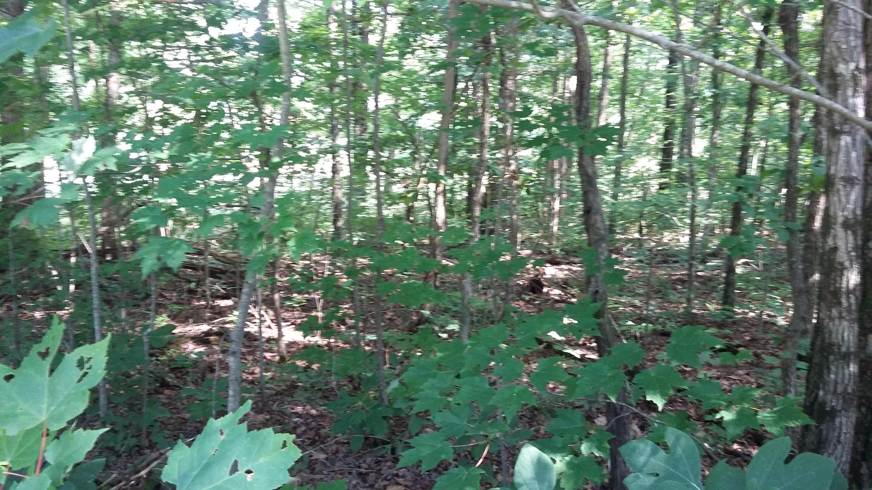 87 Fernhill Road Pikeville, TN 37367 - Photo 13 of 22 20160709_164845