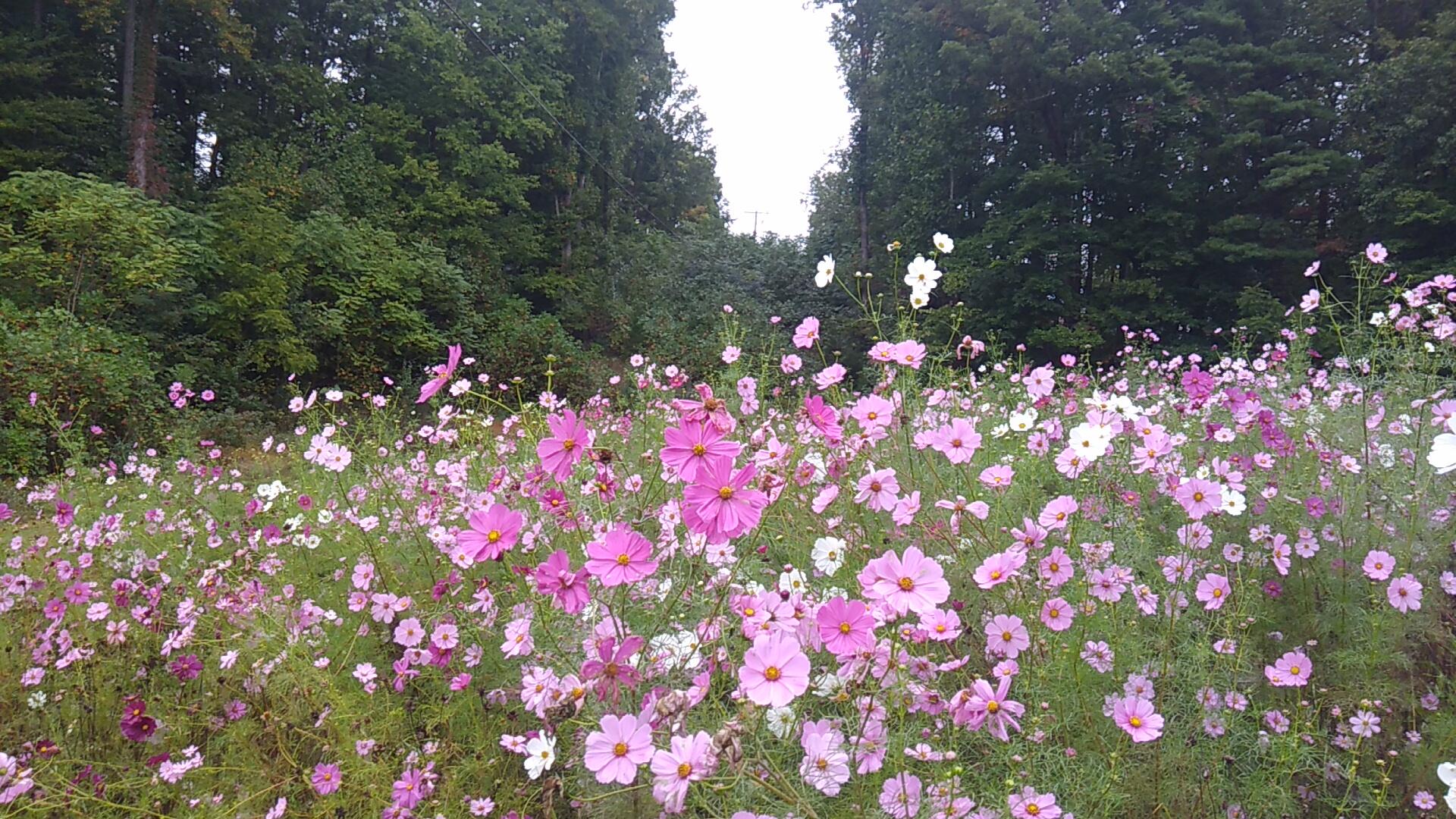 1077 Hopkins Road Rocky Mount, VA 24151 - Photo 69 of 69 Wildflower Meadow