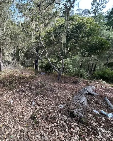 a view of a forest with a tree