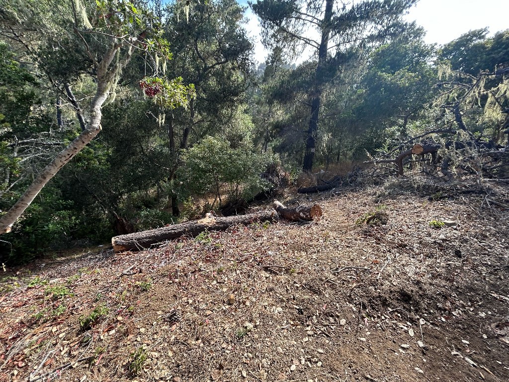 2977 Ramsey Road Cambria, CA 93428 - Photo 5 of 6 a view of a dry yard with trees and plants