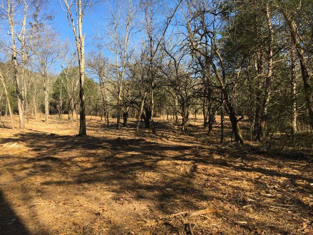 3360 Carter Branch Road Hartsville, TN 37074 - Photo 5 of 14 A large, park like setting!