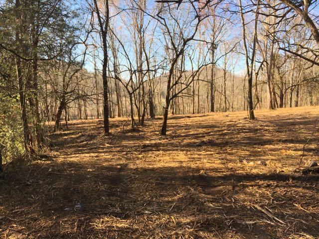 3360 Carter Branch Road Hartsville, TN 37074 - Photo 7 of 14 From about midway of the area we cleaned up looking back toward the road.