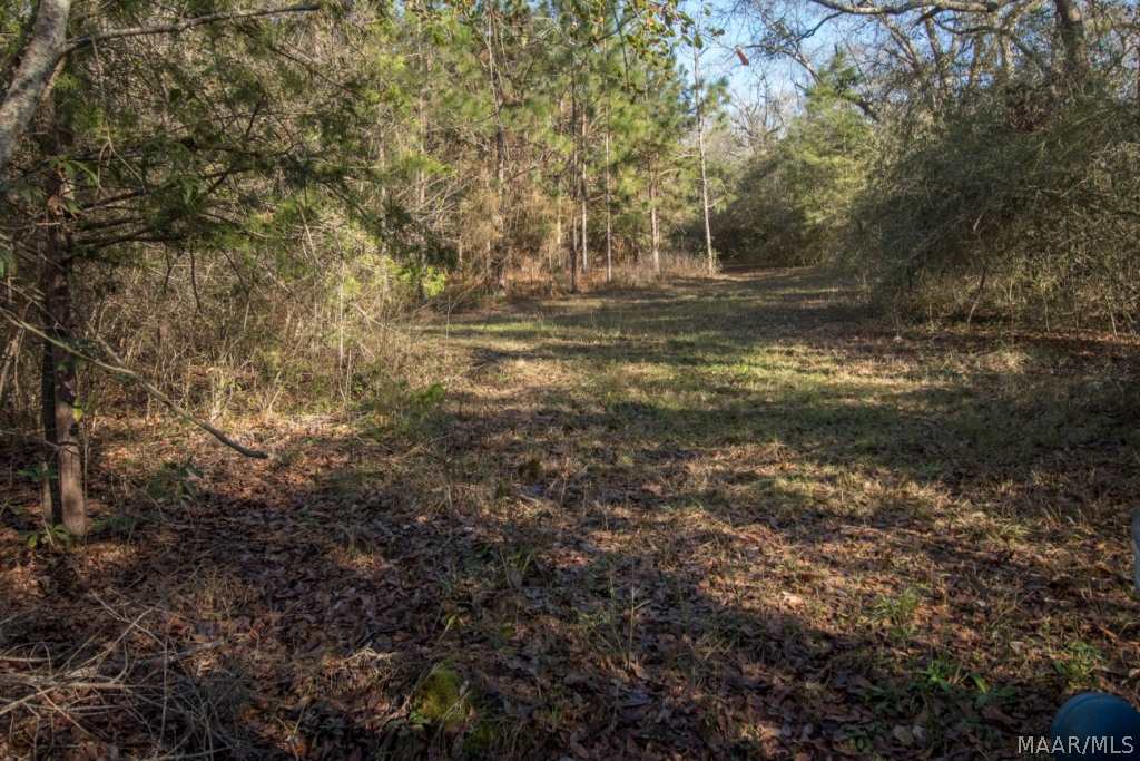 40-acres Austin Road Black, AL 36314 - Photo 16 of 28 Gallery Image 16