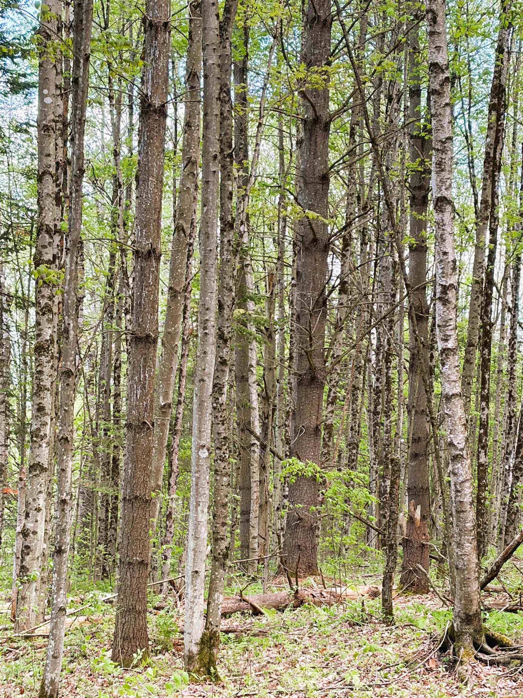 30 Dalton Road Dalton, NH 03598 - Photo 31 of 47