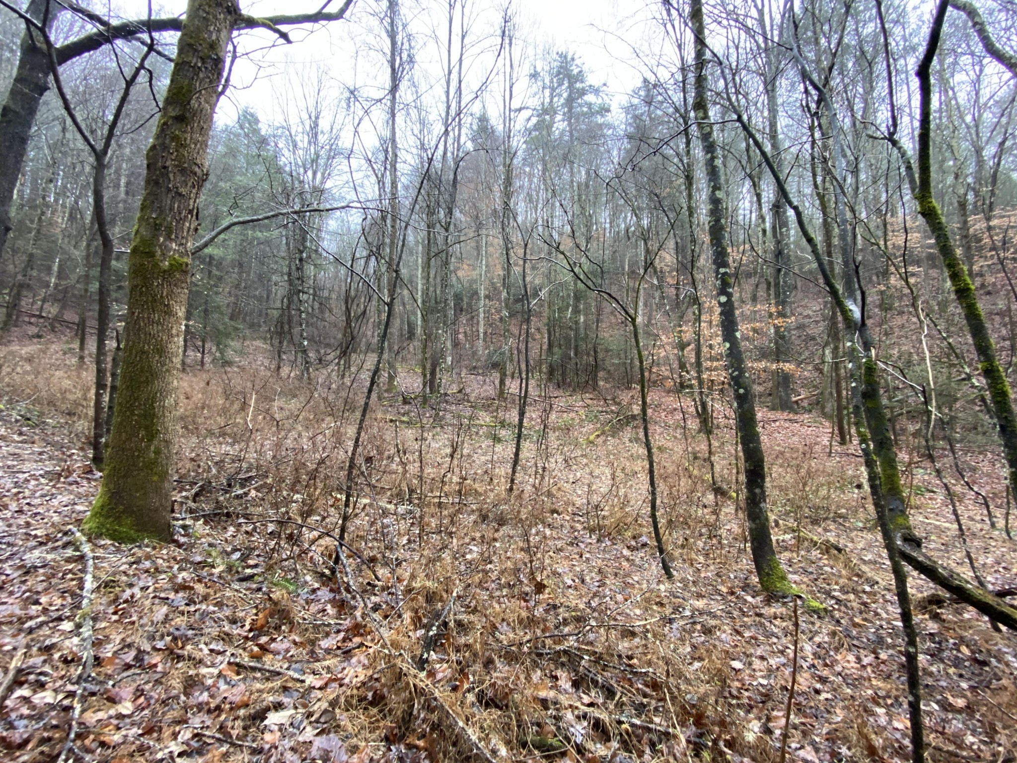 0 Bug Branch Road Del Rio, TN 37727 - Photo 1 of 20