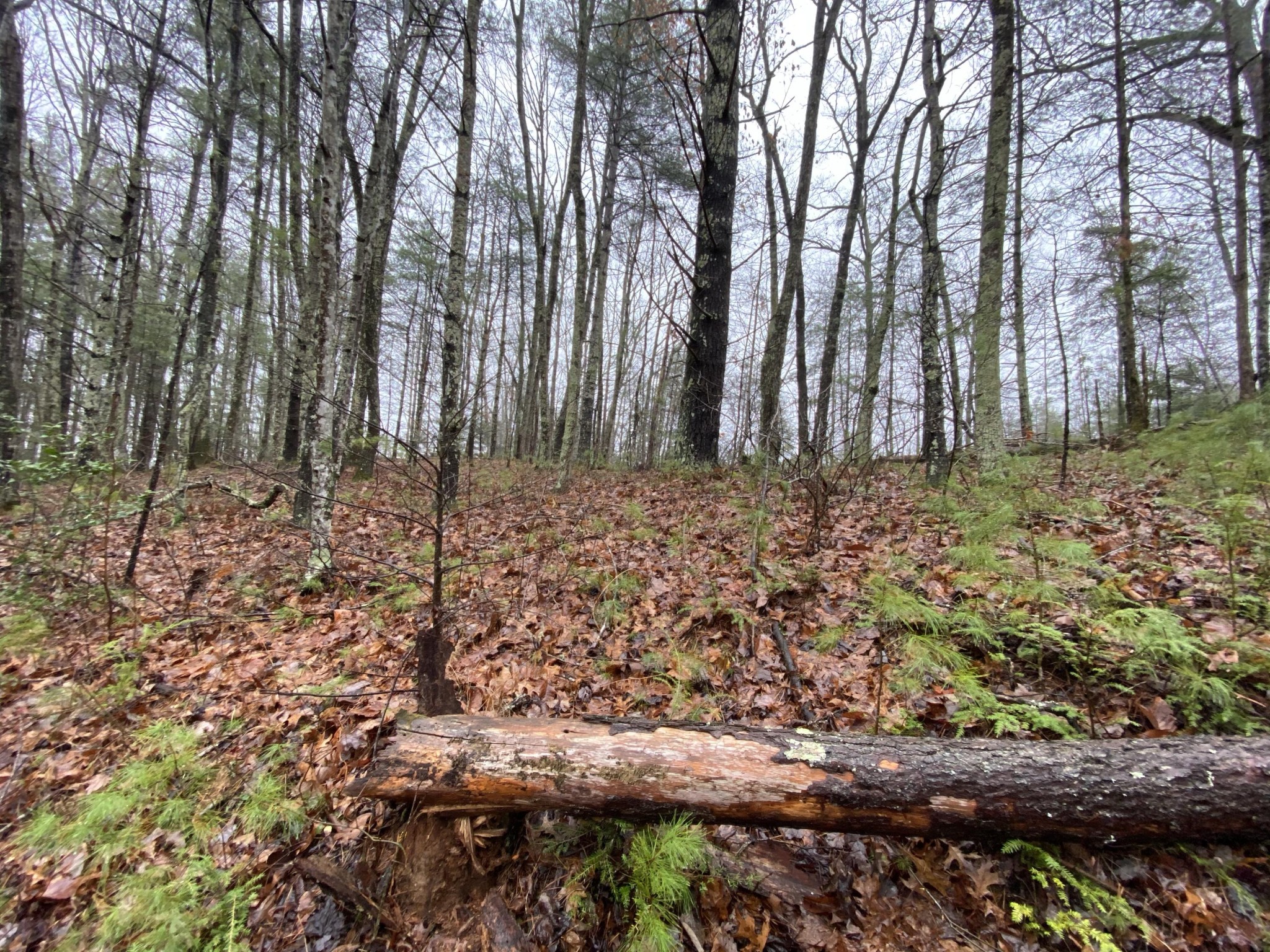 0 Bug Branch Road Del Rio, TN 37727 - Photo 11 of 20