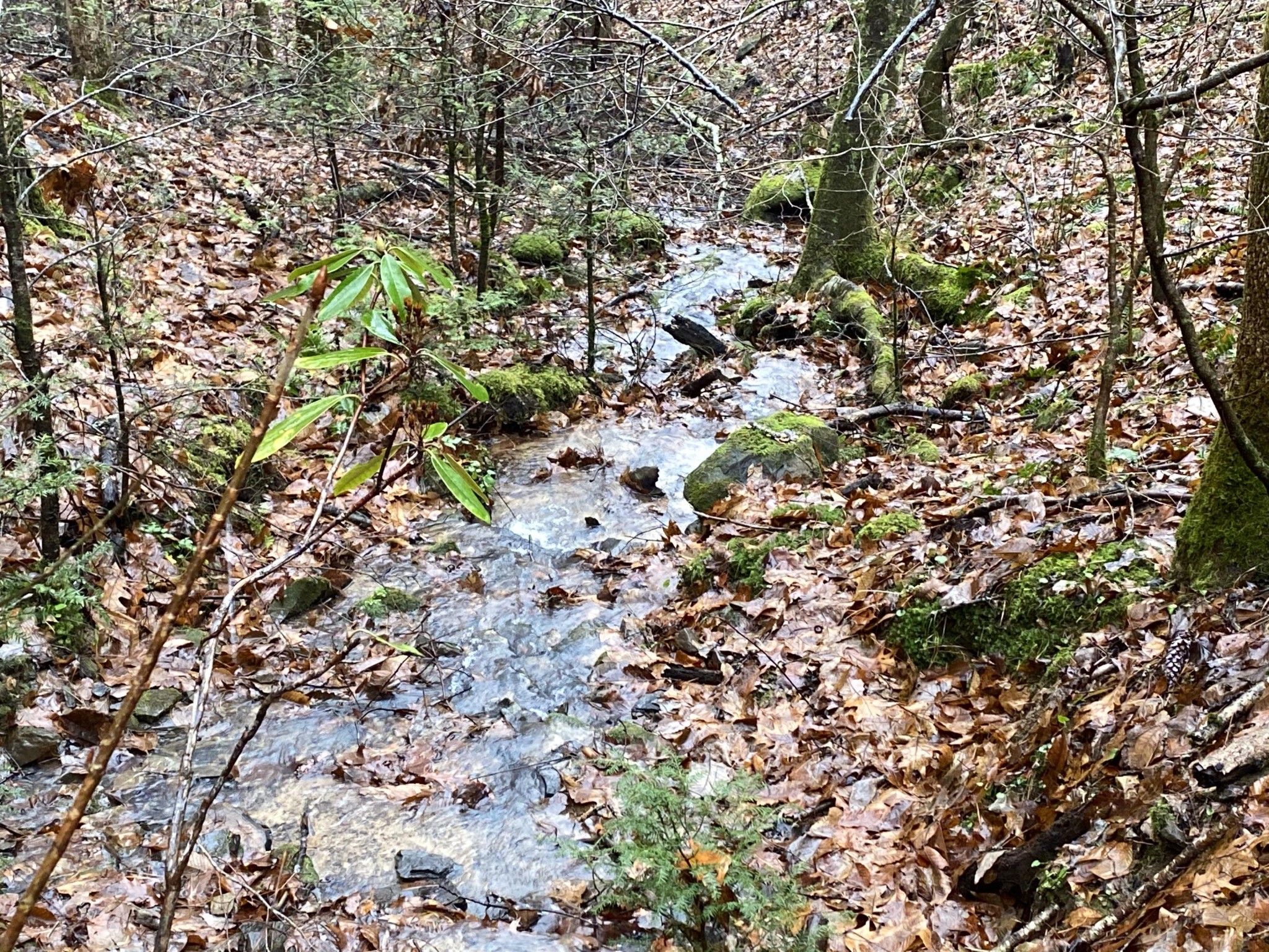 0 Bug Branch Road Del Rio, TN 37727 - Photo 15 of 20